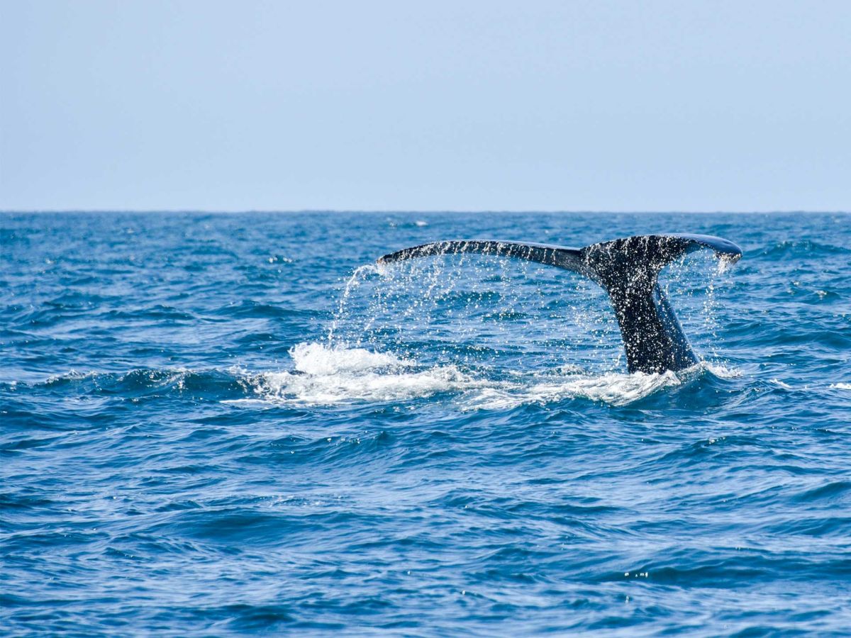 Whale tail poking out of the sea.