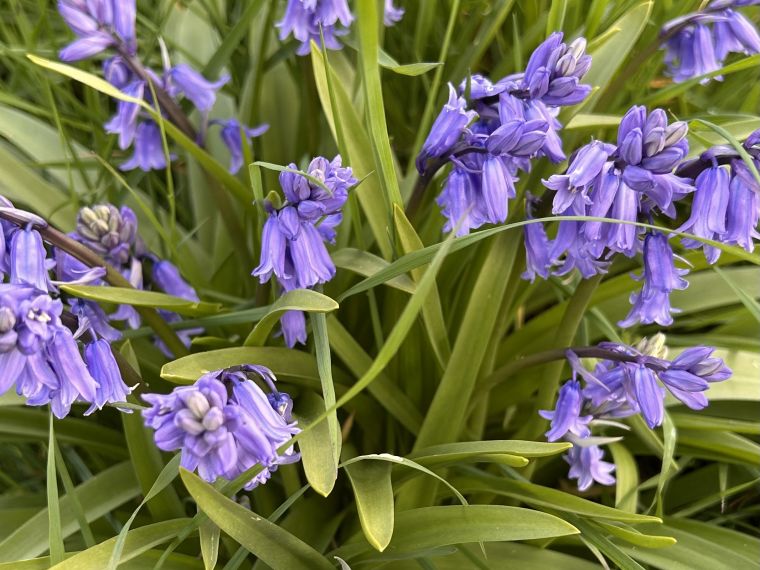 Bluebells for fertility and creation